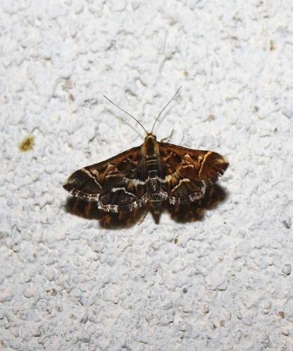 Diasemia reticularis